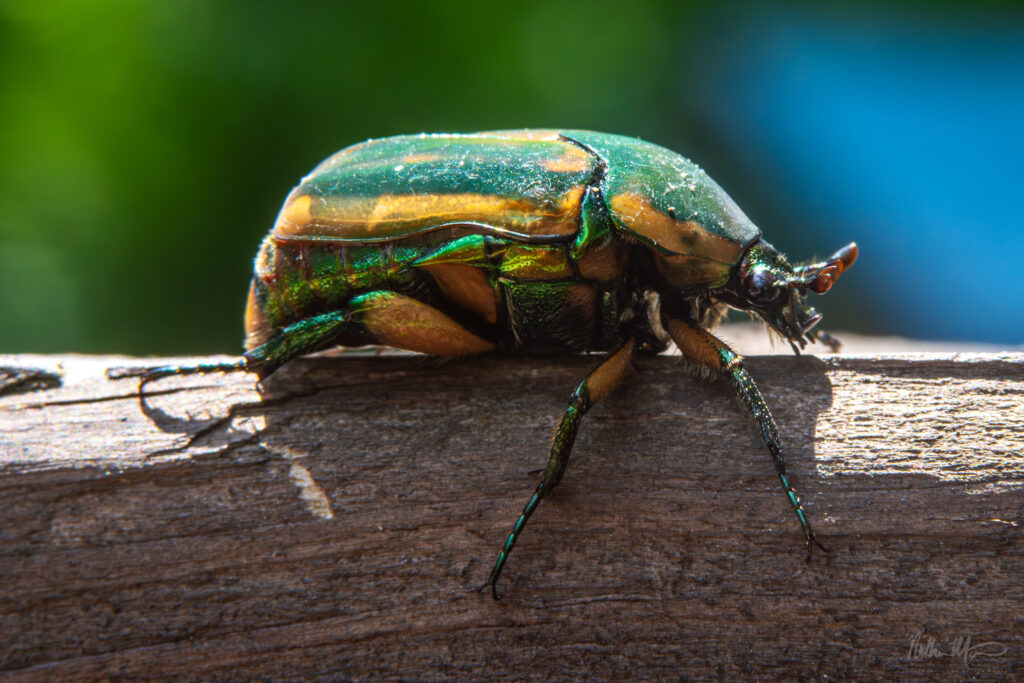 Common Green June Beetle (Cotinis nitida)