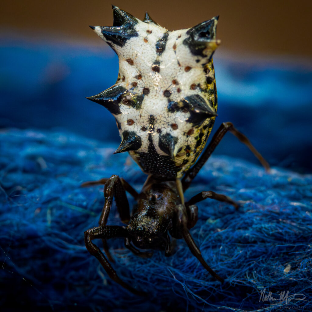 Spined Micrathena